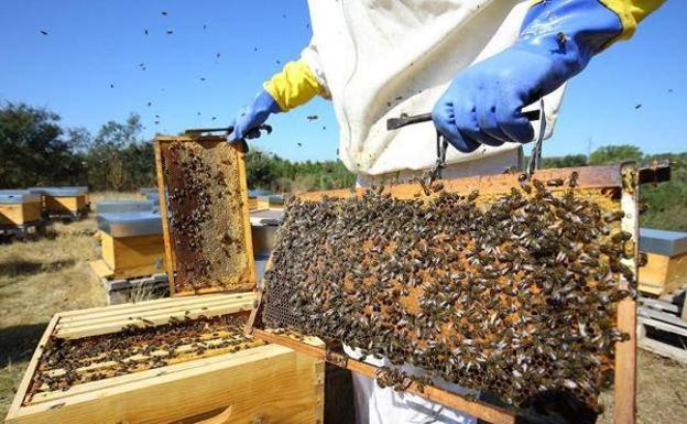 La apicultura es uno de los negocios rurales que existen en León.