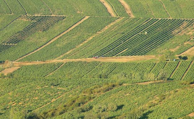 Panorámica de viñedos adscritos a la Denominación de Origen Vinos del Bierzo.