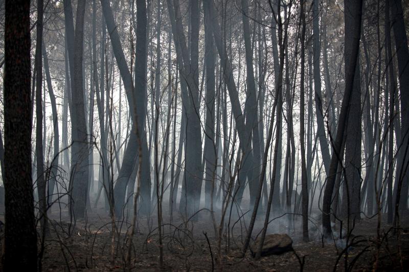 Unos 350 brigadas, 220 motobombas, cuarenta palas y una veintena de medios aéreos trabajan en la comunidad gallega para combatir los incendios que arrasan más de 4.000 hectáreas en 146 nuevos focos desde el viernes