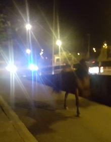 Imagen secundaria 2 - Diferentes instantes de la intervención policial para retener al caballo.