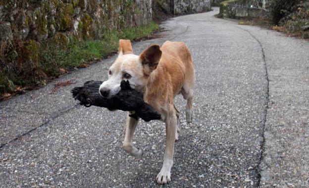 La desoladora imagen de una perrita que transporta el cadáver calcinado de su cría en Galicia