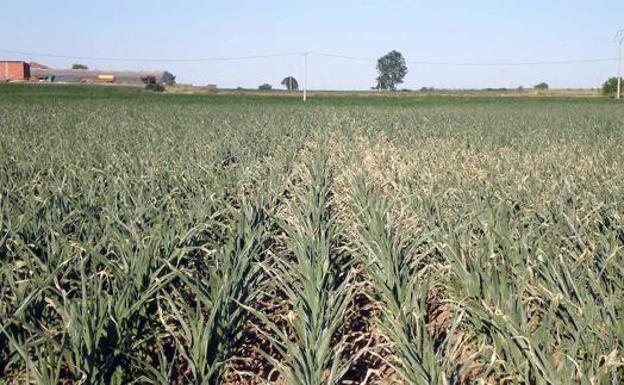 Campo de maíz en el Páramo leonés.