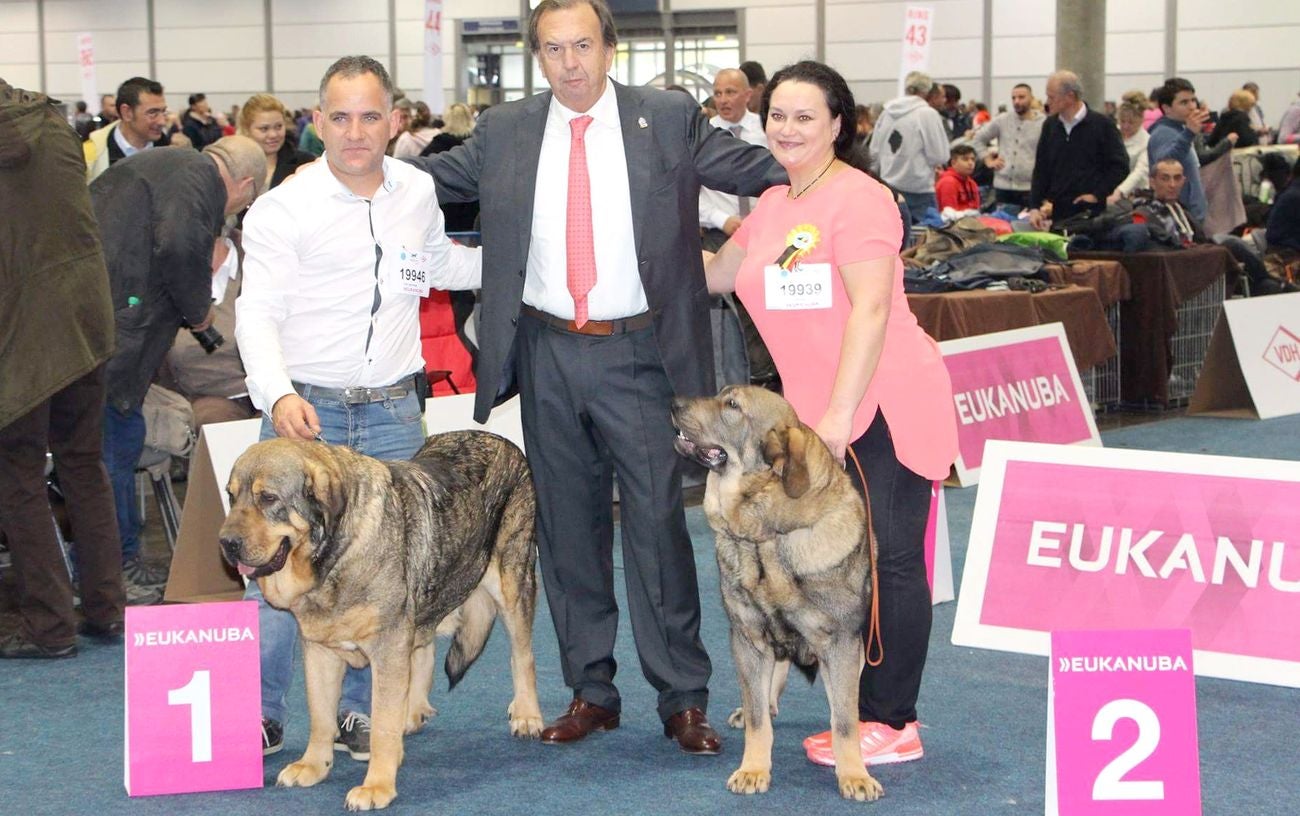 Dos mastinas leonesas de Veguellina de Órbigo conquistan el Campeonato Canino Mundial 2017 (World Dog Show 2017) en la localidad alemana de Leipzig