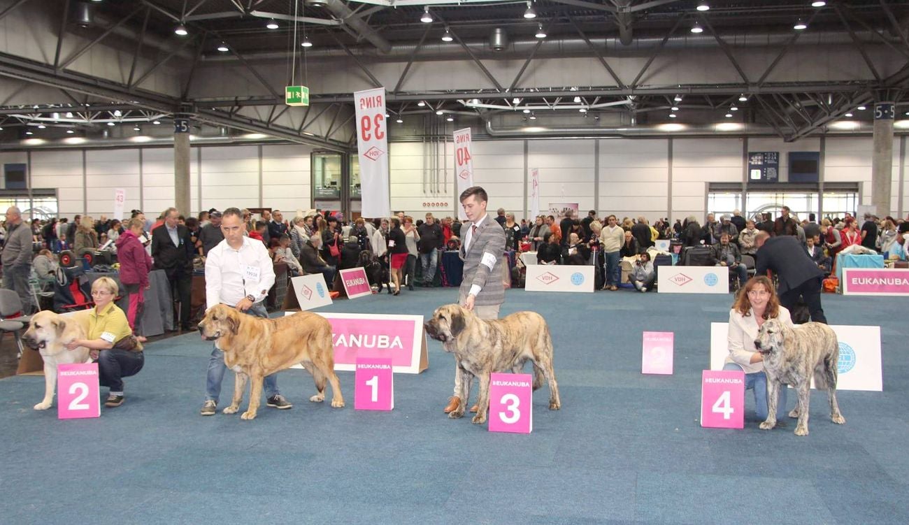 Dos mastinas leonesas de Veguellina de Órbigo conquistan el Campeonato Canino Mundial 2017 (World Dog Show 2017) en la localidad alemana de Leipzig