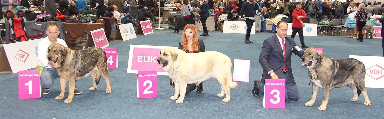 Dos mastinas leonesas de Veguellina de Órbigo conquistan el Campeonato Canino Mundial 2017 (World Dog Show 2017) en la localidad alemana de Leipzig