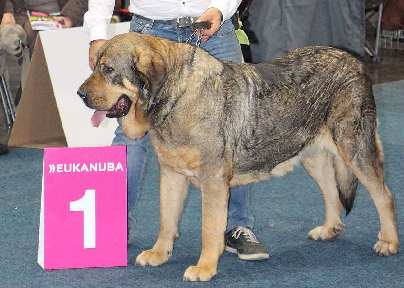 Dos mastinas leonesas de Veguellina de Órbigo conquistan el Campeonato Canino Mundial 2017 (World Dog Show 2017) en la localidad alemana de Leipzig