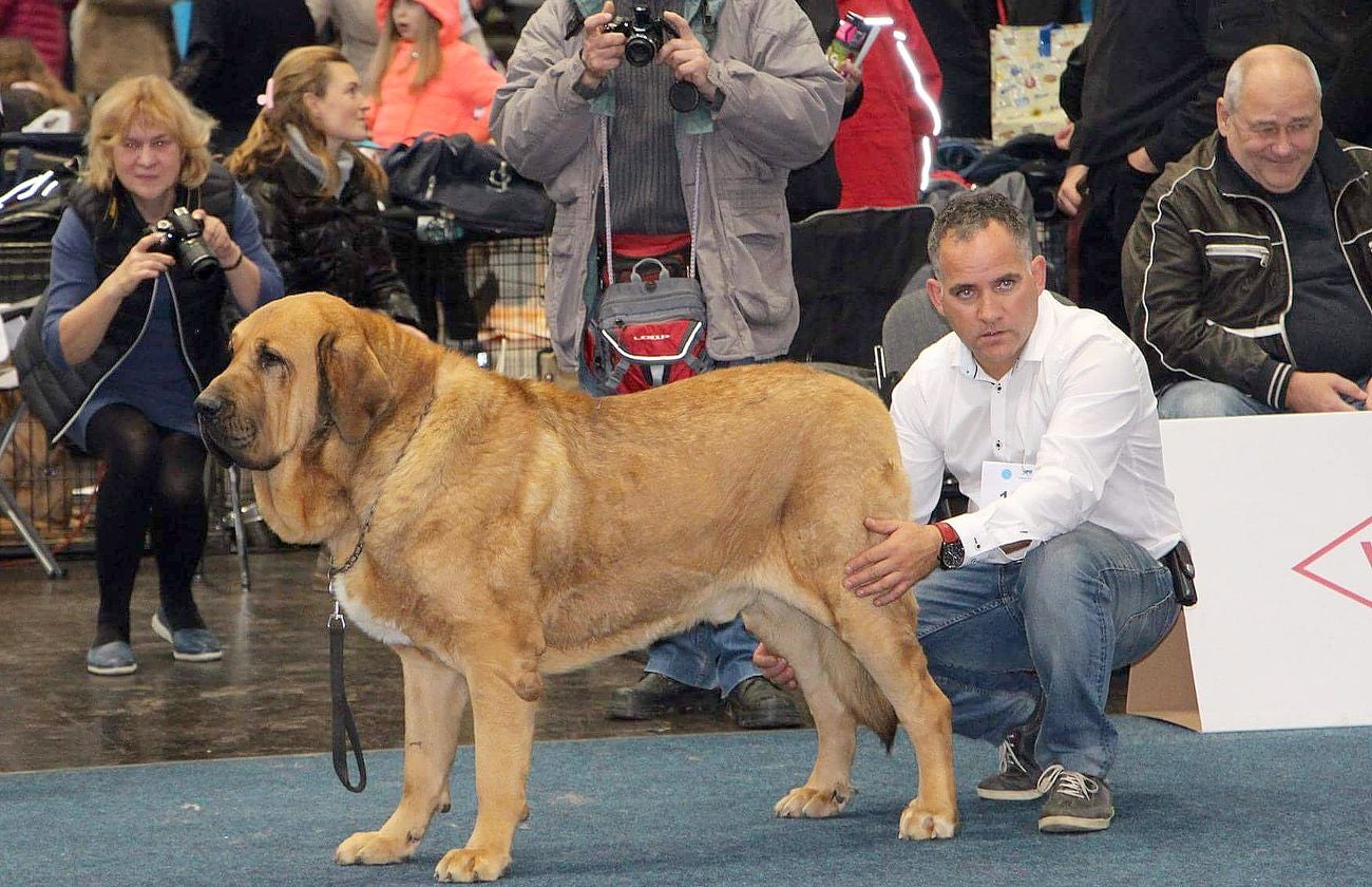 Dos mastinas leonesas de Veguellina de Órbigo conquistan el Campeonato Canino Mundial 2017 (World Dog Show 2017) en la localidad alemana de Leipzig