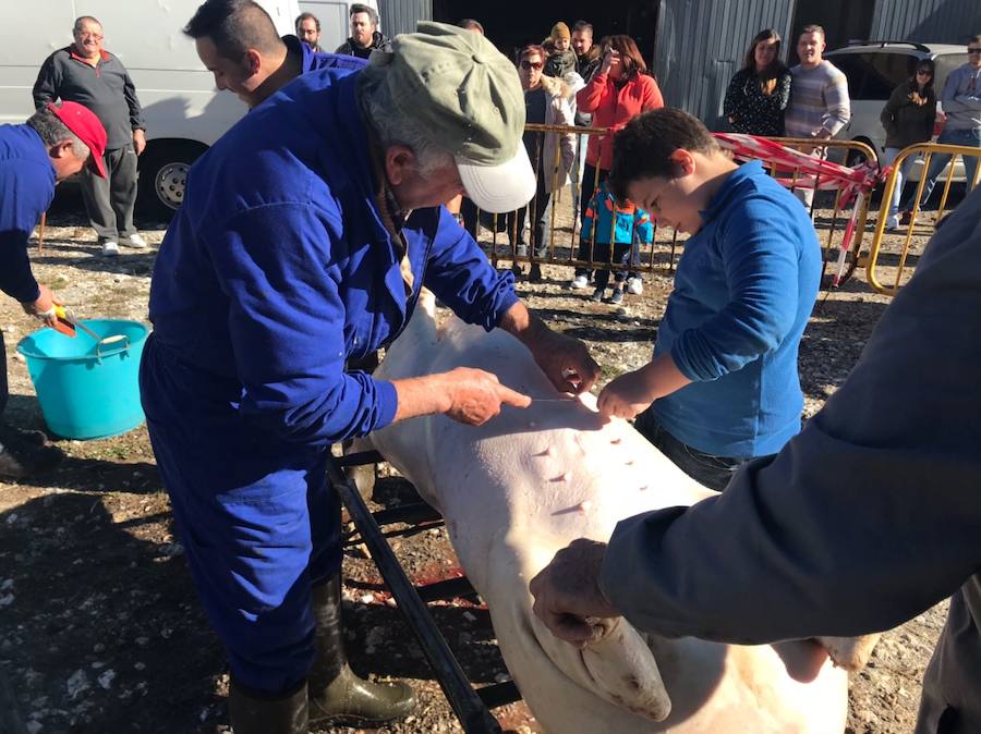 Tradicional matanza del cerdo