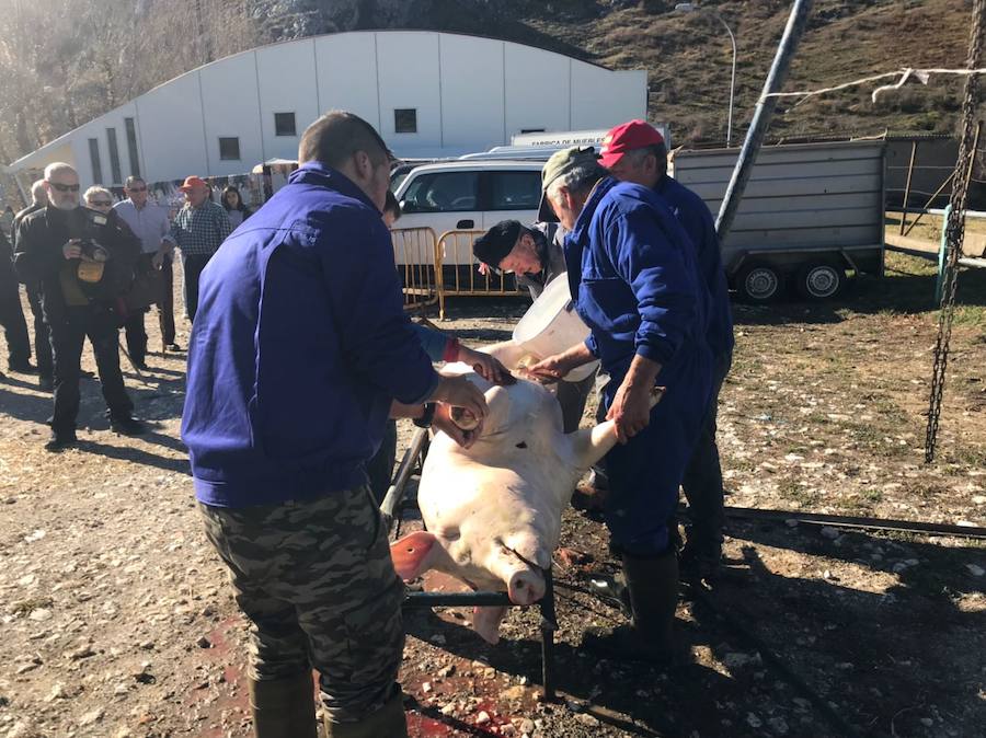 Tradicional matanza del cerdo