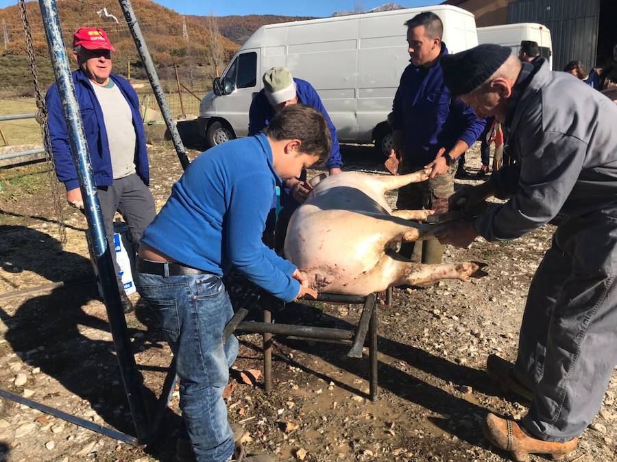 Tradicional matanza del cerdo