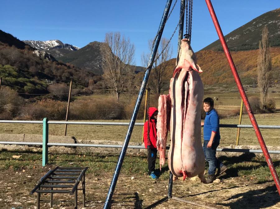 Tradicional matanza del cerdo