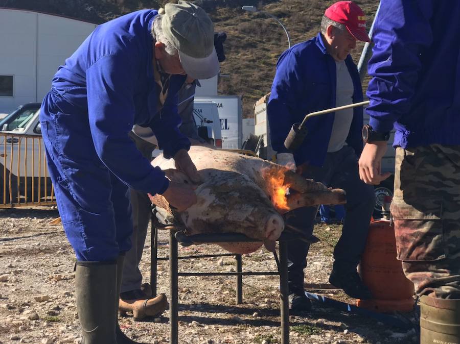 Tradicional matanza del cerdo