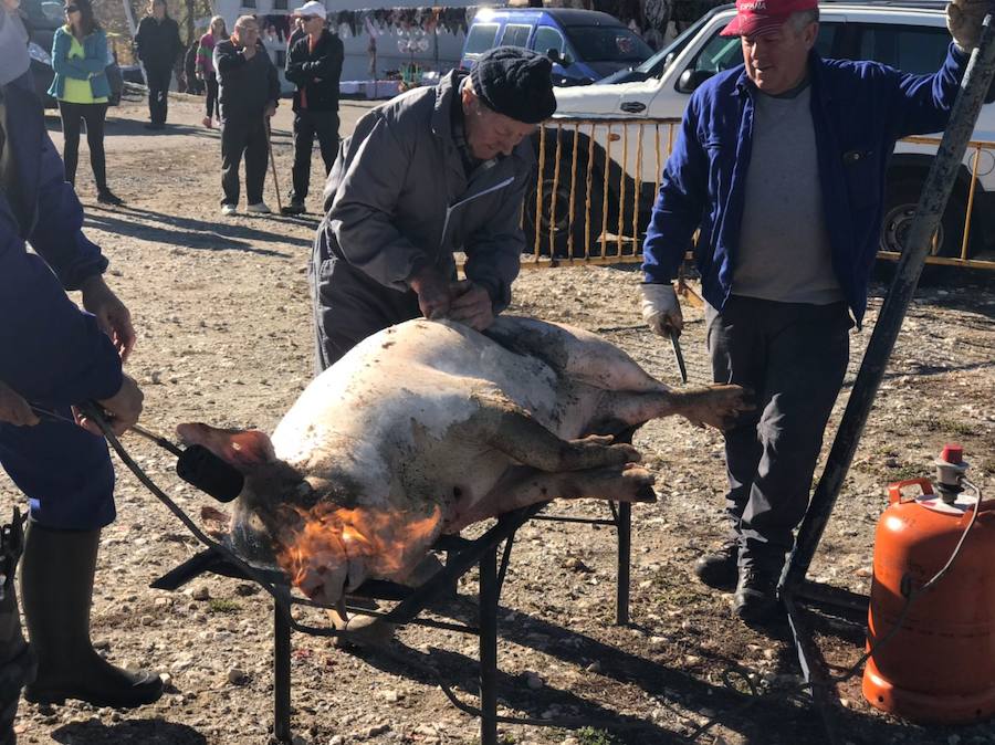 Tradicional matanza del cerdo