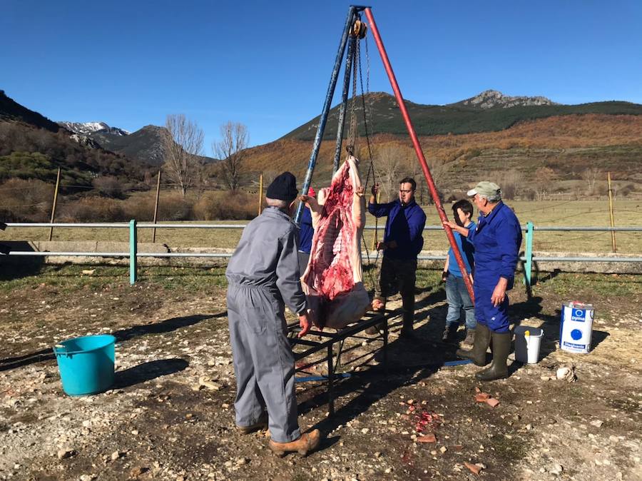 Tradicional matanza del cerdo