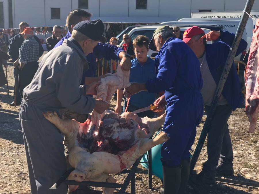 Tradicional matanza del cerdo