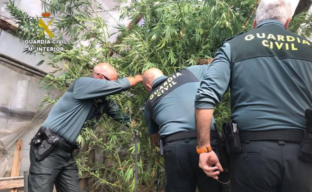 La Guardia Civil ha detenido a 16 personas por tráfico de marihuana durante este año 