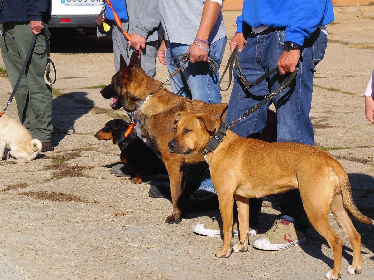 Educando desde el cariño, en Spanish Dog