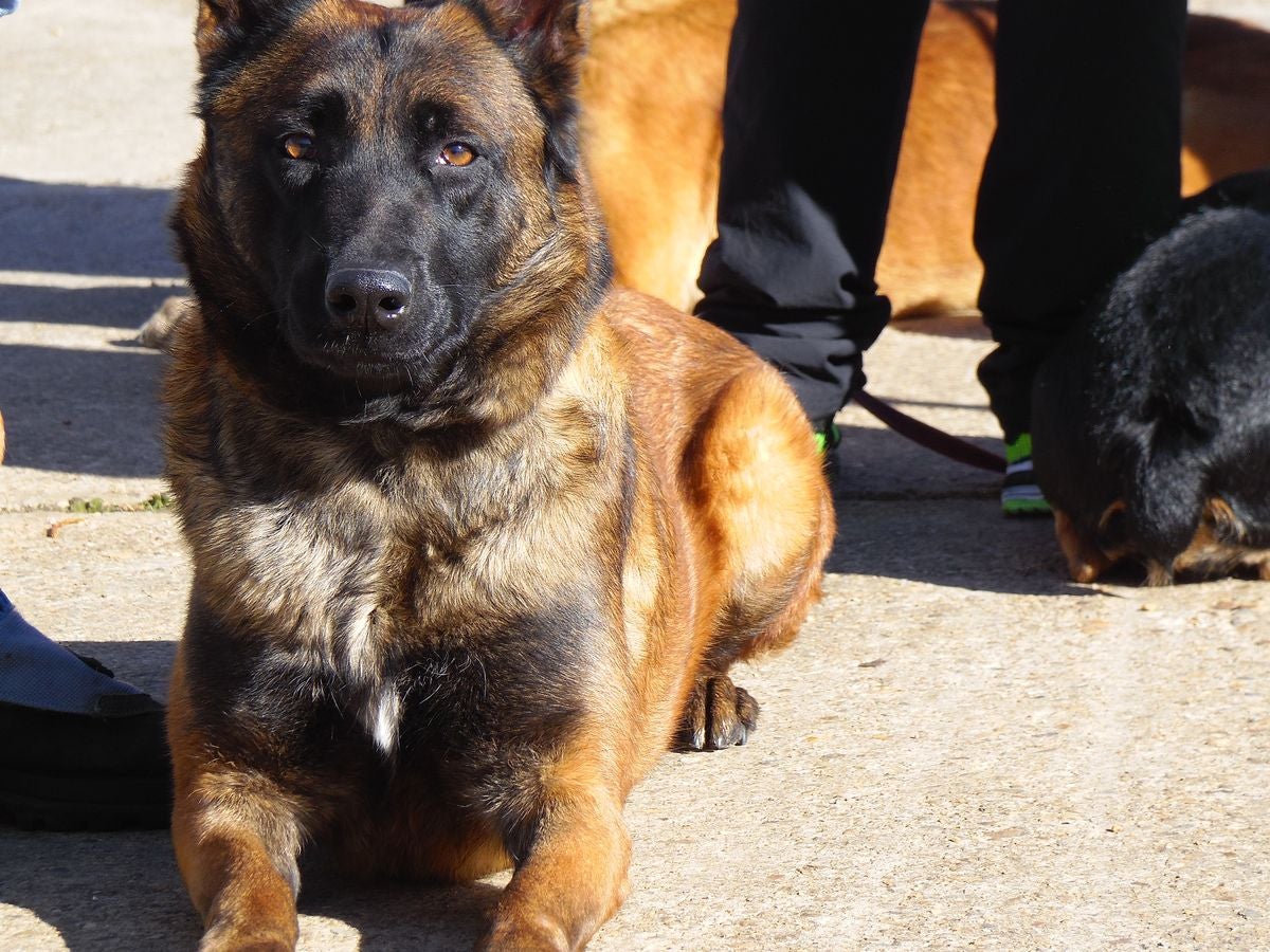 Educando desde el cariño, en Spanish Dog