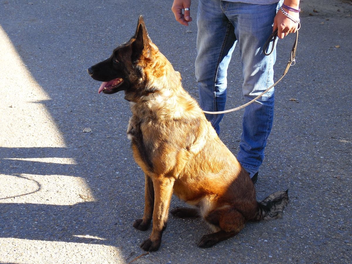 Educando desde el cariño, en Spanish Dog