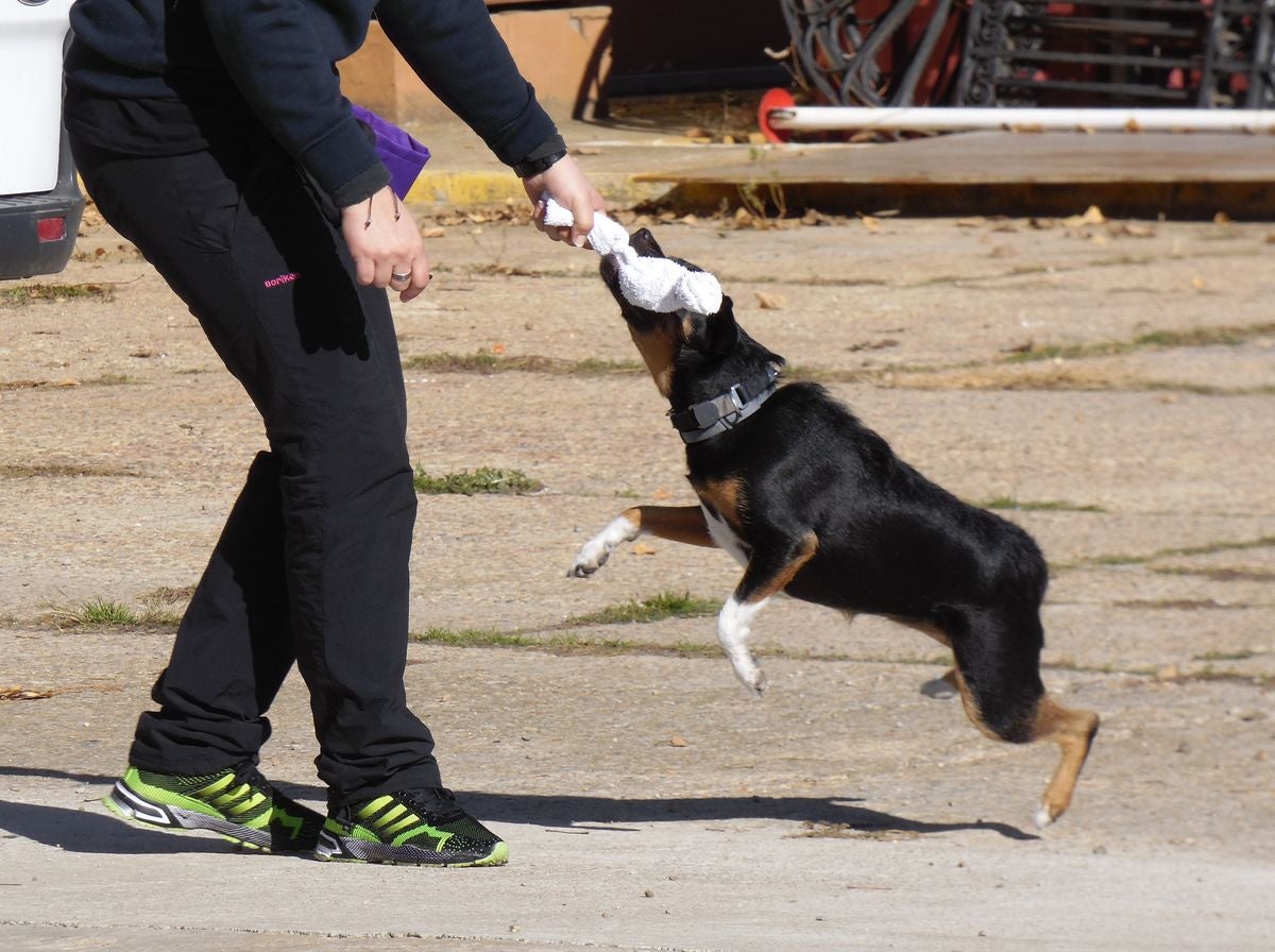 Educando desde el cariño, en Spanish Dog