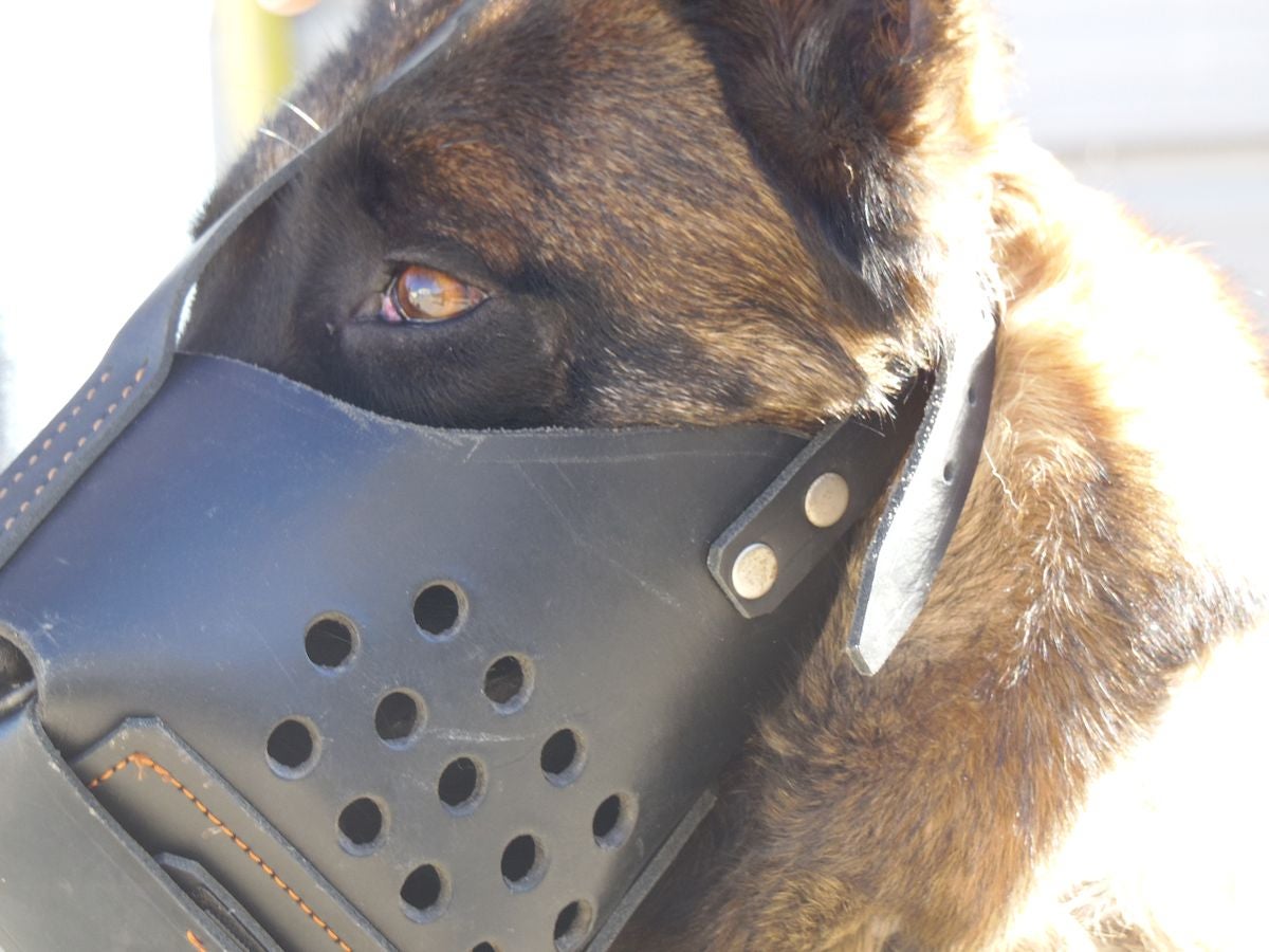 Educando desde el cariño, en Spanish Dog