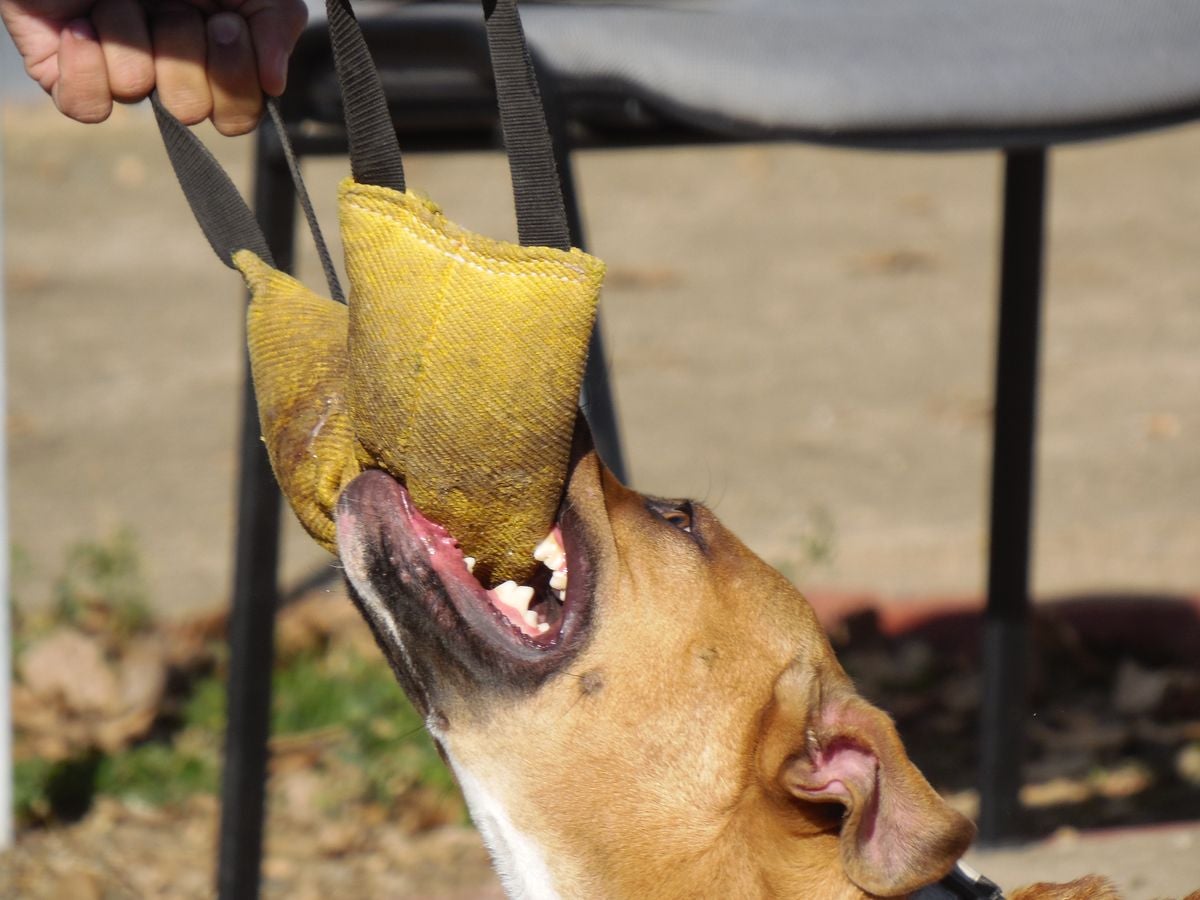 Educando desde el cariño, en Spanish Dog