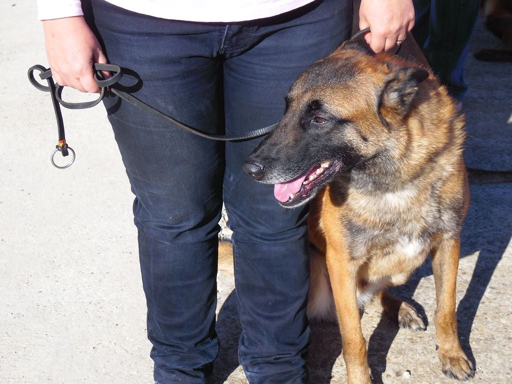 Educando desde el cariño, en Spanish Dog