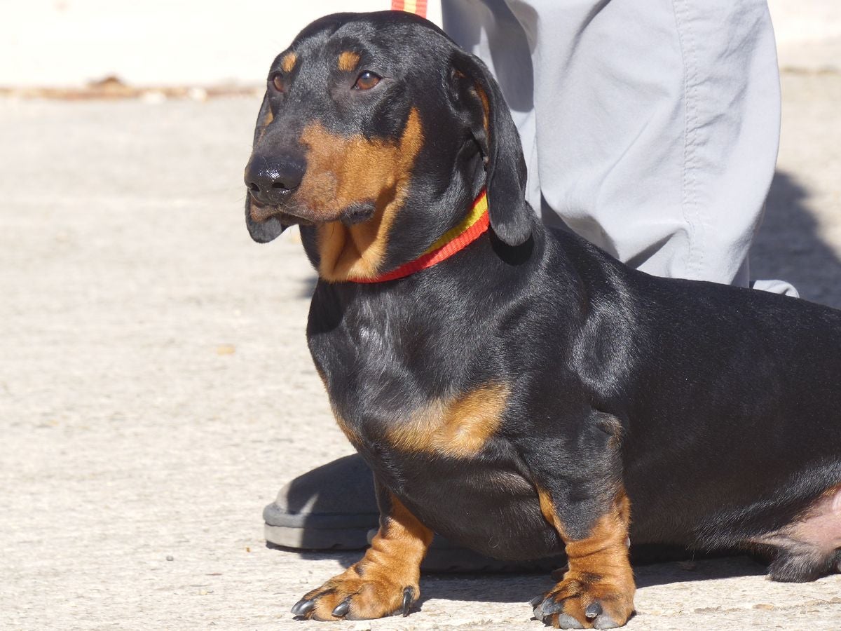 Educando desde el cariño, en Spanish Dog