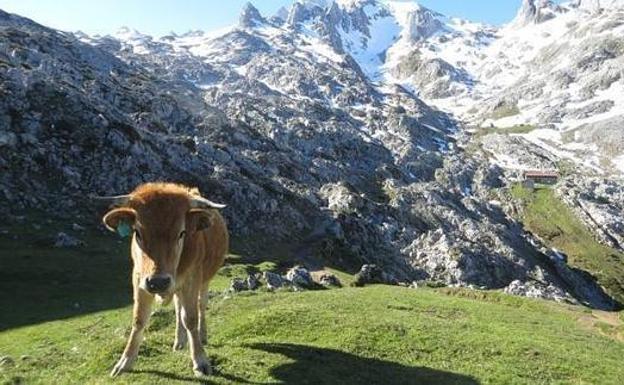 Imagen tomada en Picos de Europa.