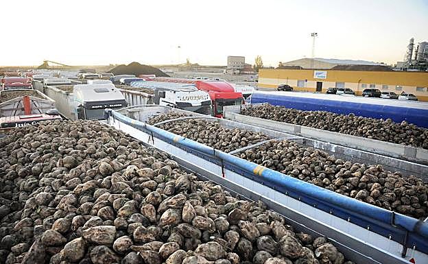 Recogida de remolacha en Acor en Olmedo (Valladolid)