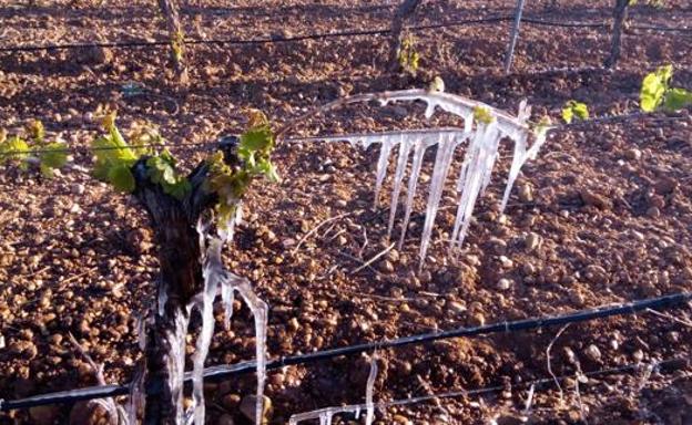 Un viñedo helado durante la pasada primavera.