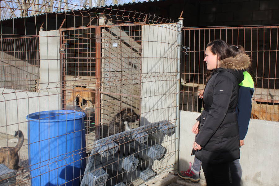 Mejoras en la Protectora de Animales