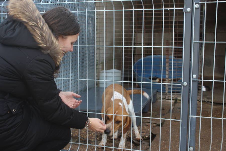 Mejoras en la Protectora de Animales