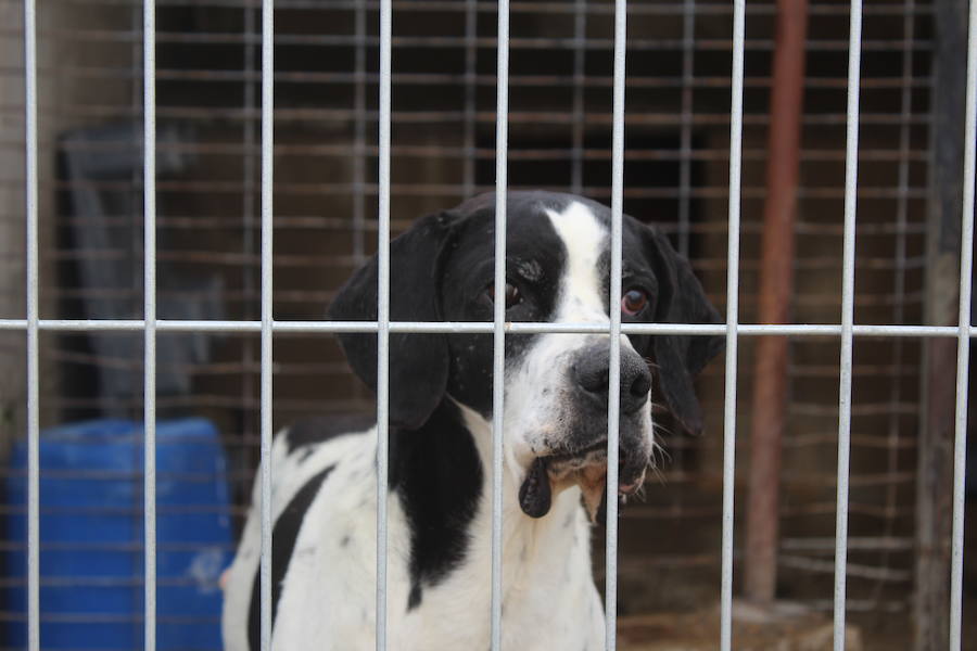 Mejoras en la Protectora de Animales