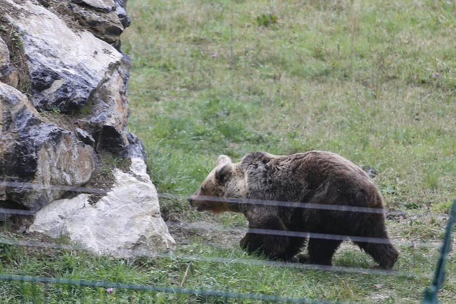 La soledad de la osa &#039;Paca&#039; tras la muerte de &#039;Tola&#039;