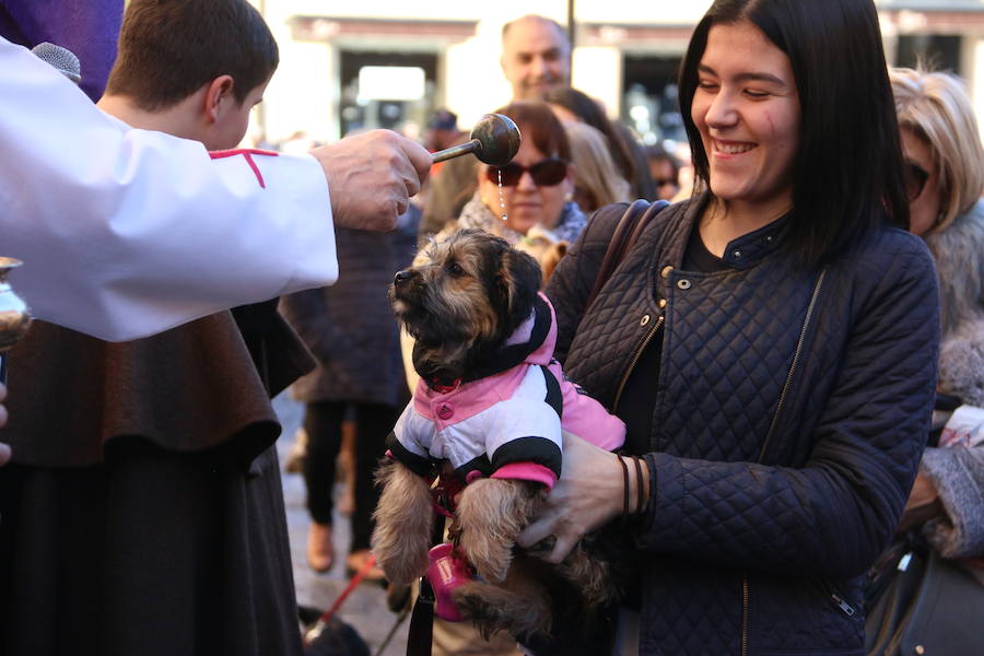 La bendición de San Antón