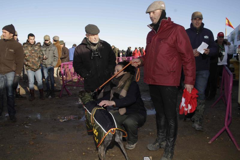 Ambiente en la carrera de galgos de este sábado en Madrigal de las Altas Torres, durante los cuartos de final del Campeonato Nacional