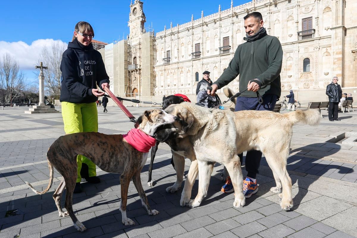 Protesta en rechazo a la cazería con perros