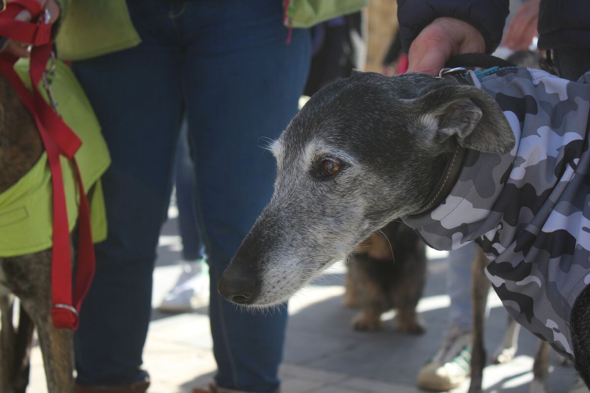 Protesta en rechazo a la cazería con perros