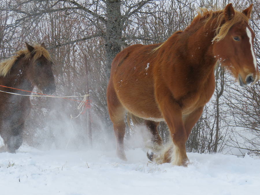 Rescate en la nieve