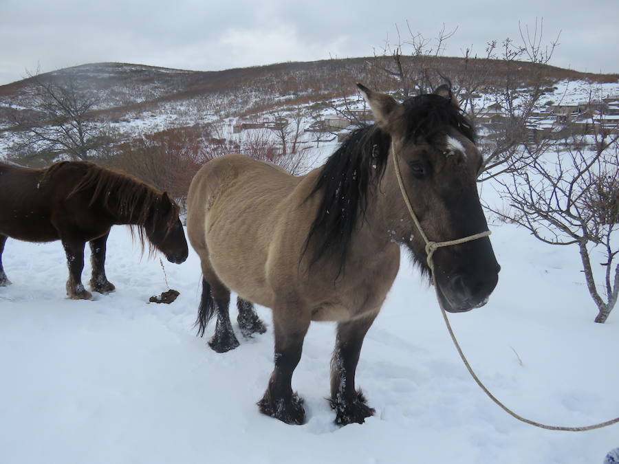 Rescate en la nieve