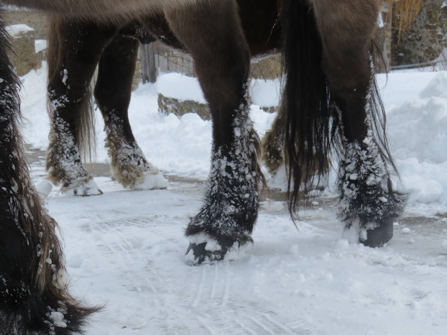 Rescate en la nieve