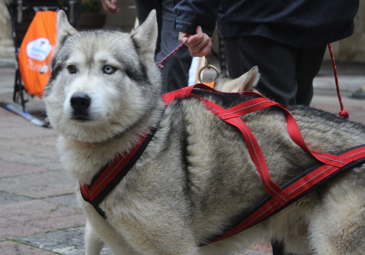 El mushing, a la conquista de Vegarada