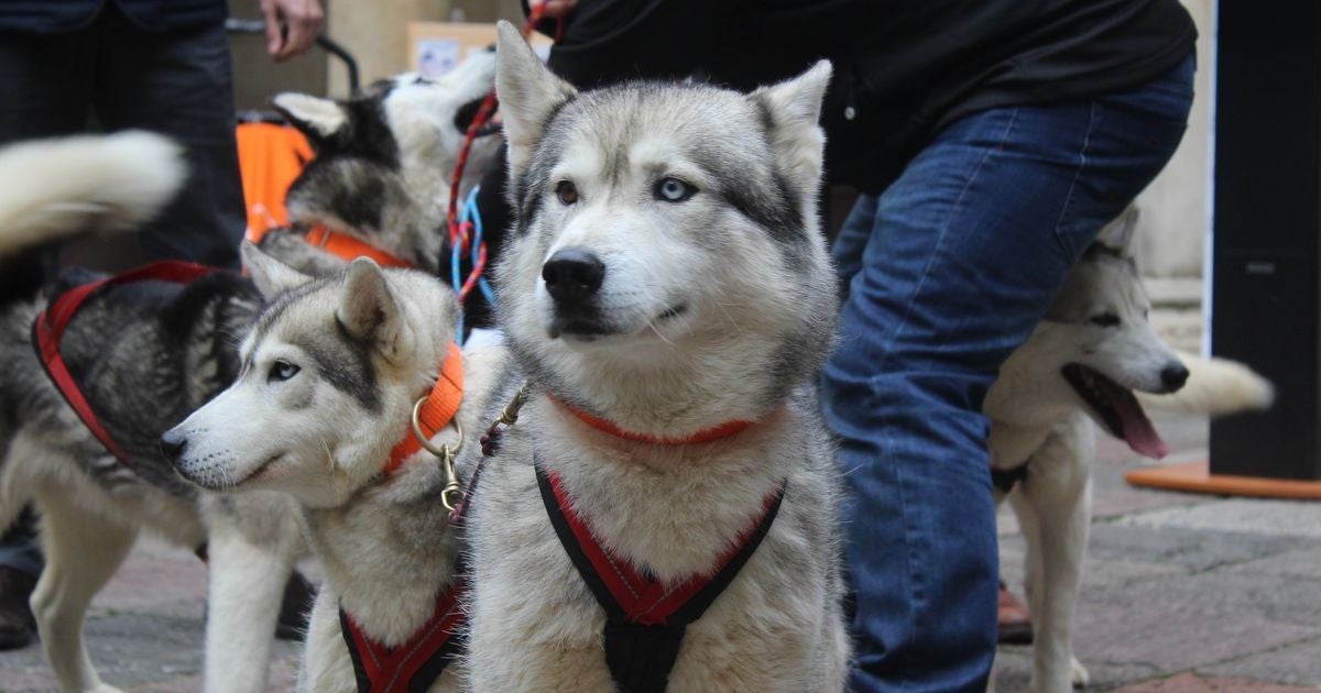 El mushing, a la conquista de Vegarada