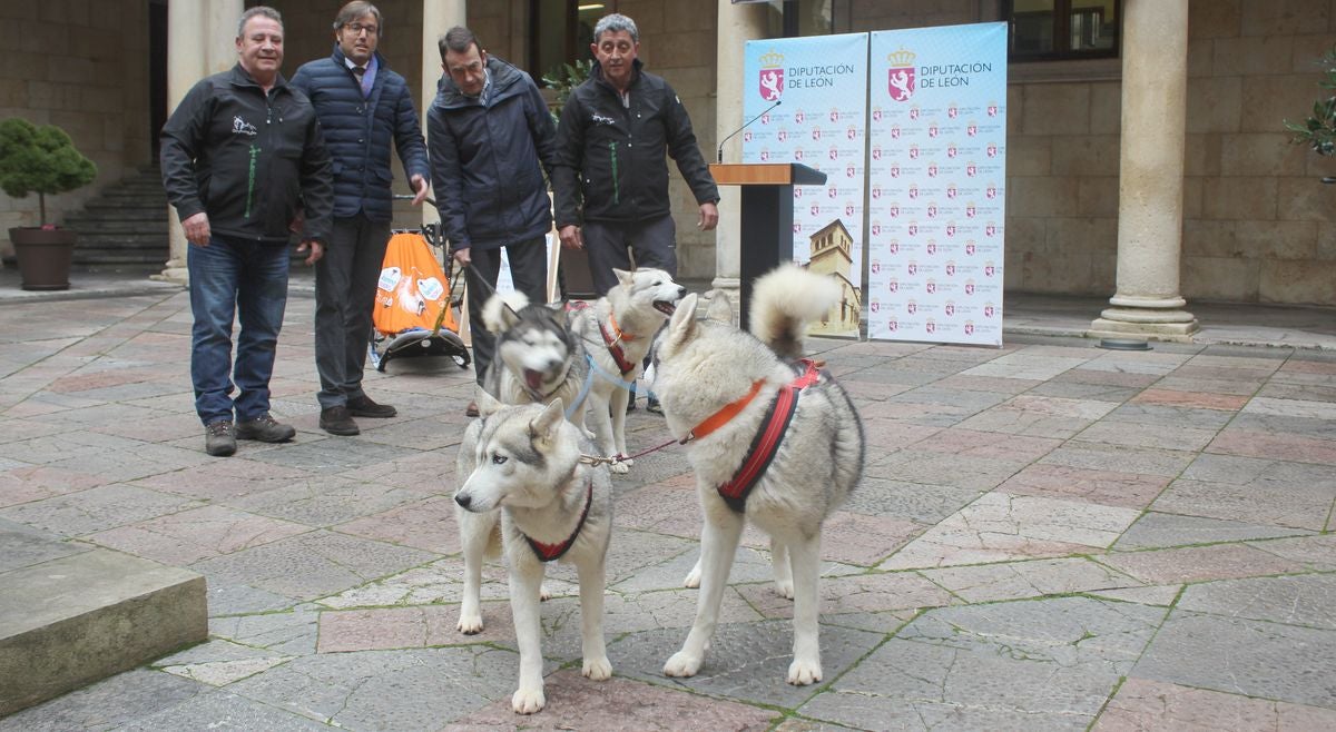 El mushing, a la conquista de Vegarada