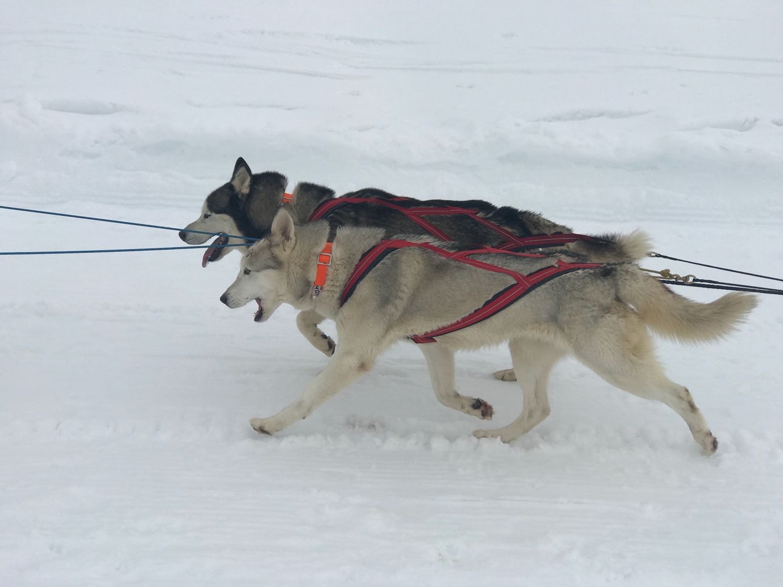 Vegarada, capital autonómica del mushing