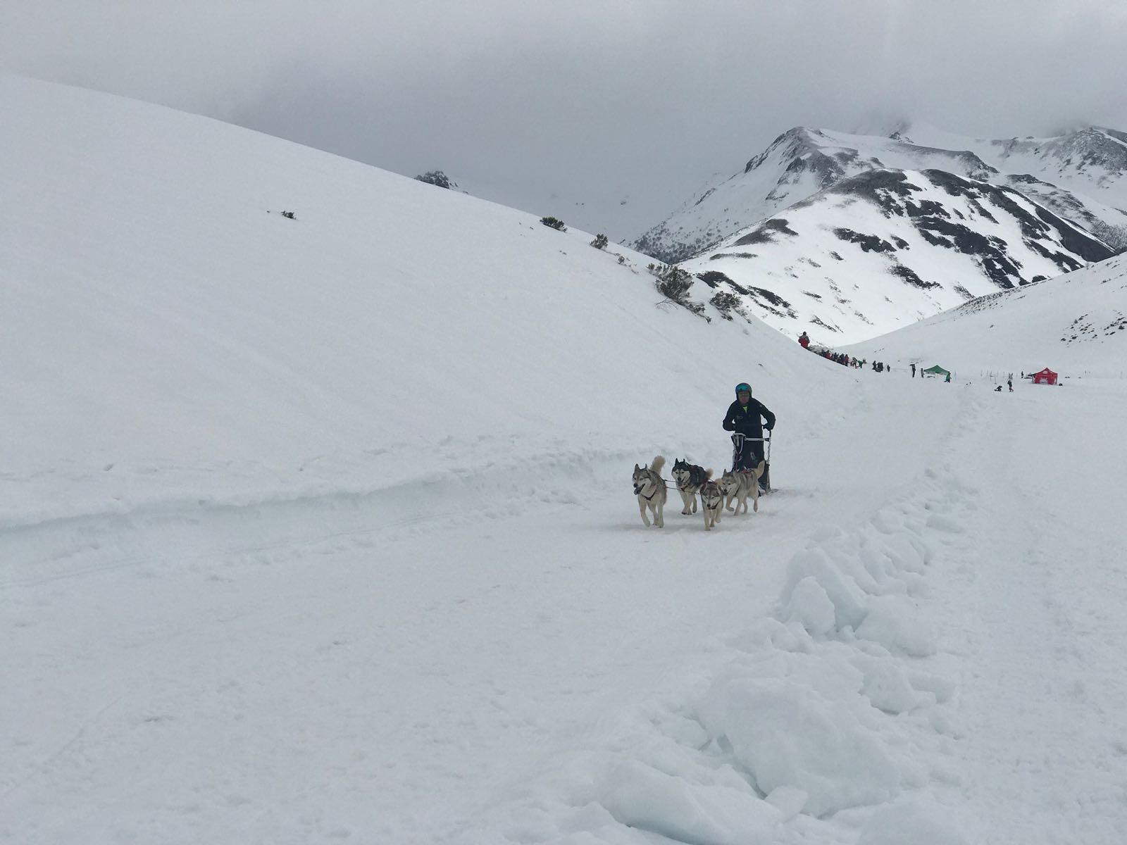 Vegarada, capital autonómica del mushing