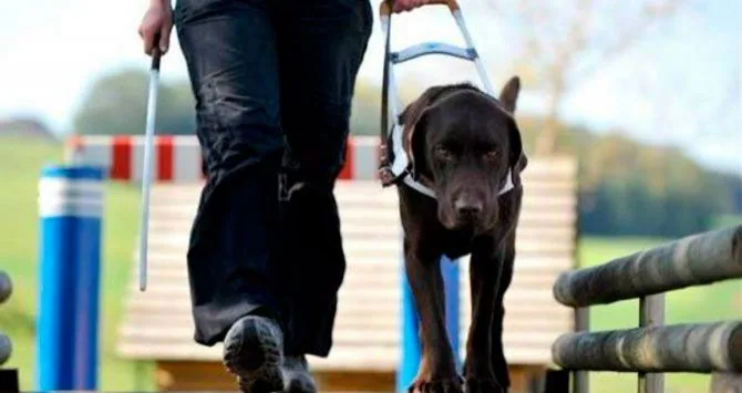 Reclaman que sea delito penal denegar el acceso a personas ciegas con perro guía