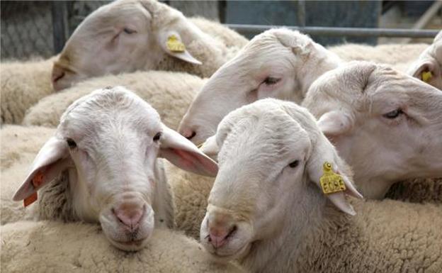 UCCL solicita reducir de los requisitos mínimos y agilizar el pago de las ayudas asociadas al ovino y caprino