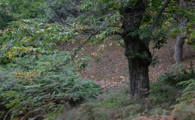 Advierten de la presencia de un insecto barrenador de la madera en las plantaciones de peral y castaño del Bierzo